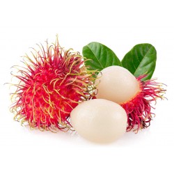 RAMBUTAN