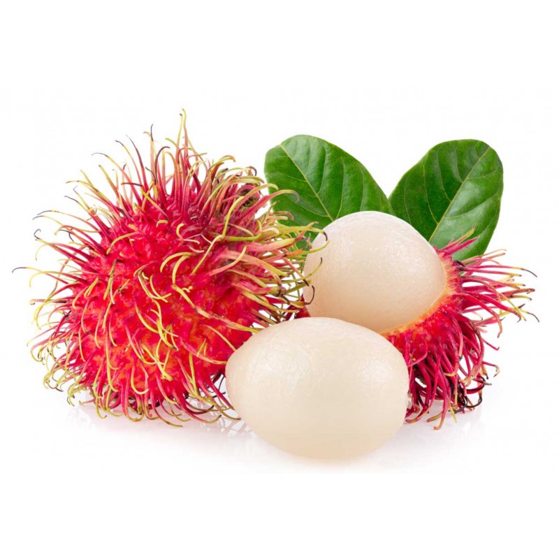 RAMBUTAN